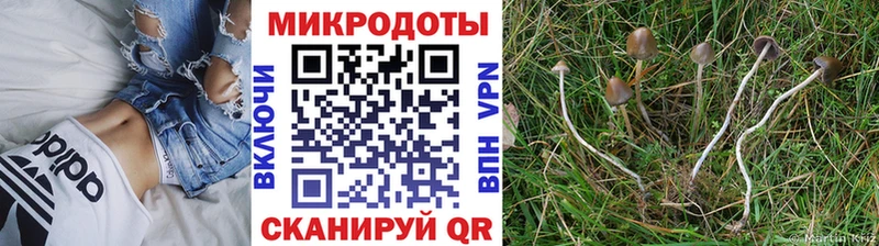 Псилоцибиновые грибы Cubensis  даркнет сайт  Дзержинск 